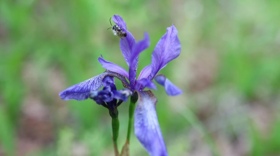 Iris sibirica