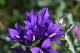 Дзвоники скупчені (Campanula glomerata)