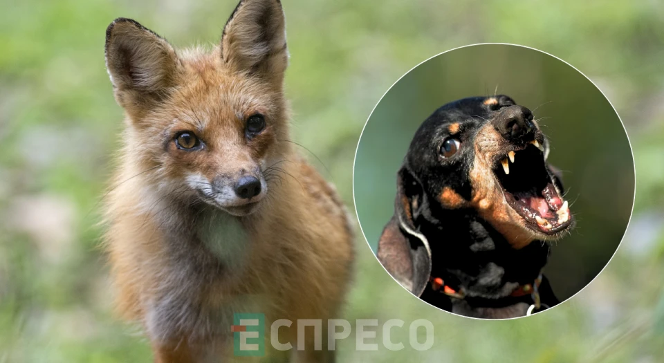 сказ колаж