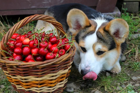 черешні
