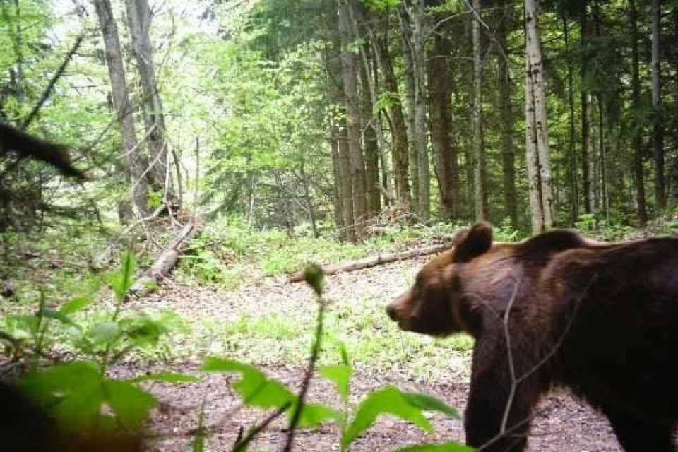ведмідь