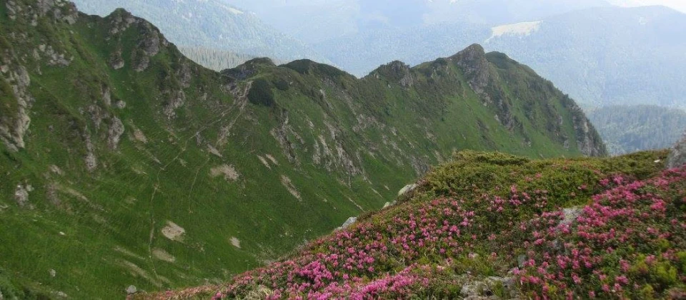 рододендрон на г. Піп Іван