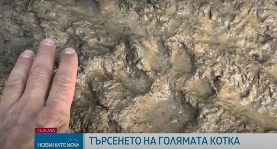 Відбиток сліду хижака з Шумену (Болгарія)
