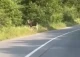 Поблизу Косова на Івано-Франківщині помітили червонокнижних лосів