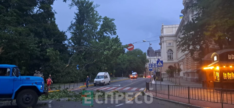 Повалене дерево біля університету Івана Франка