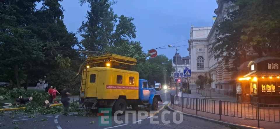 Повалене дерево біля університету Івана Франка