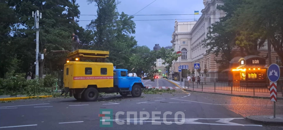 Повалене дерево біля університету Івана Франка