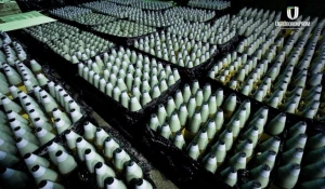 Боєприпаси українського виробництва