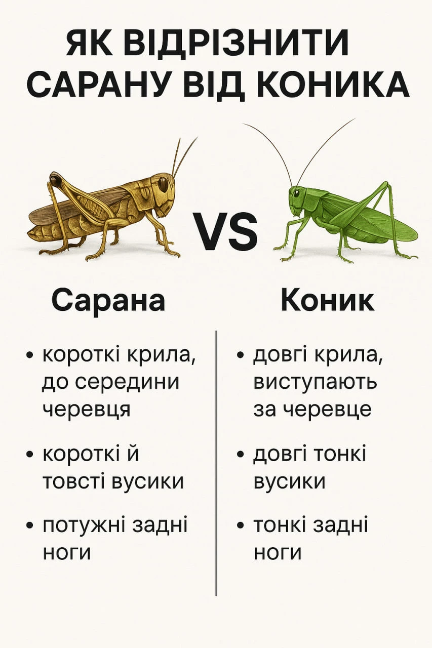 сарана і коник