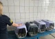 Через кордон на Буковині намагались незаконно перевезти екзотичних птахів