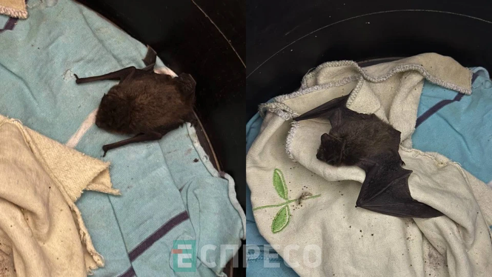 кажани на Білоцерківщині