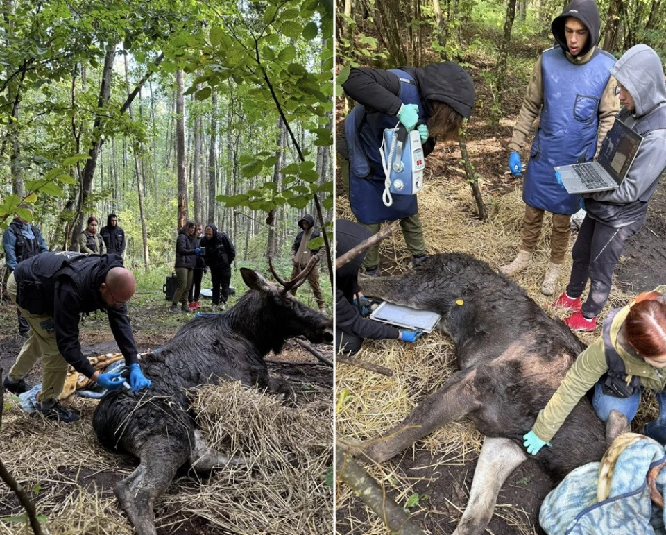 порятунок лося на Рівненщині