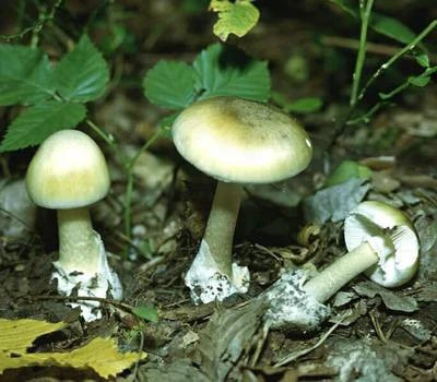 печериця отруйна