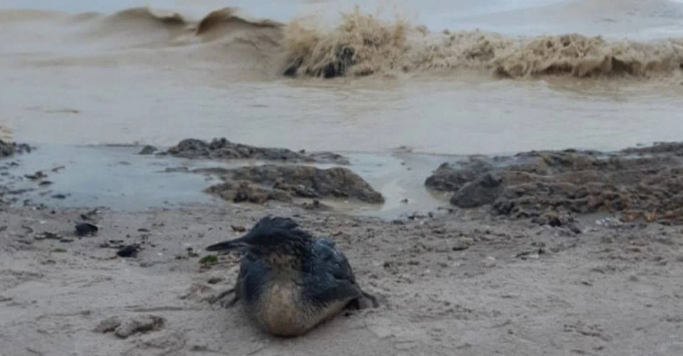 на узбережжі пляжів Одещини та в морі виявили плями, схожі на рослинну олію