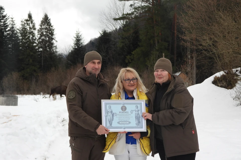 на Львівщині зафіксували рекордну вільну популяцію зубрів