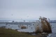 На водосховищі Бурштинської ТЕС зимують приблизно 3 тис. птахів різних видів
