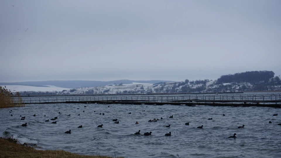 На водосховищі Бурштинської ТЕС зимують приблизно 3 тис. птахів різних видів