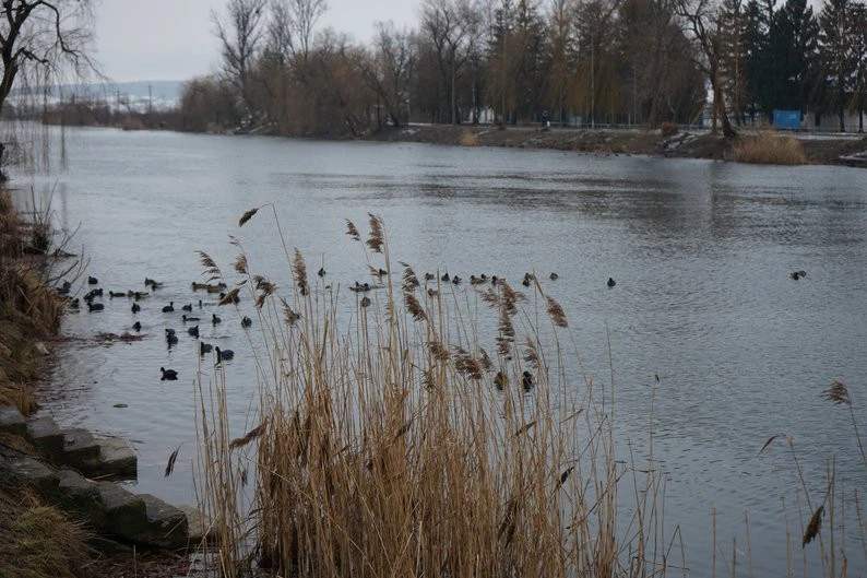 На водосховищі Бурштинської ТЕС зимують приблизно 3 тис. птахів різних видів