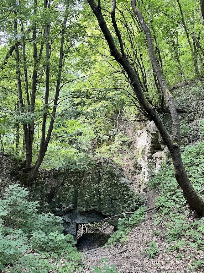 У печері "Думка" на Прикарпатті виявили унікальні для України водорості й рідкісні мохи