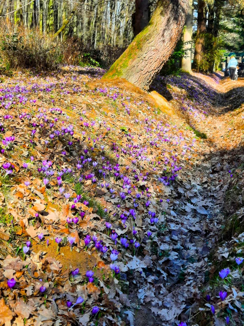 На Закарпатті розквітли крокуси (фото) На Закарпатті розквітли крокуси (фото)