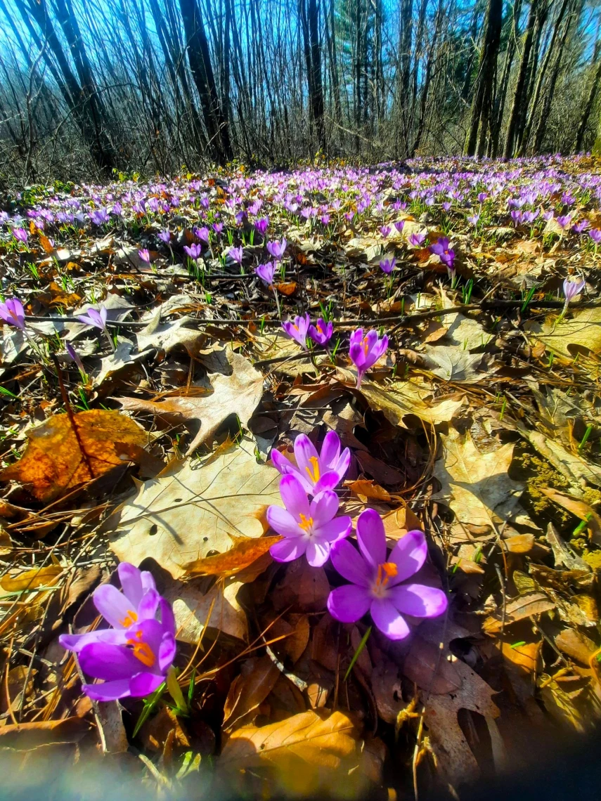 На Закарпатті розквітли крокуси (фото) На Закарпатті розквітли крокуси (фото)
