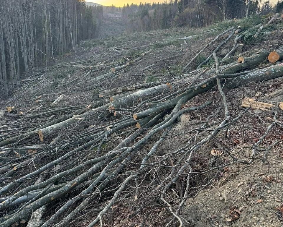 Екологи показали, як вирубують ліси під ЛЕП для вітроелектростанцій на полонині Руна