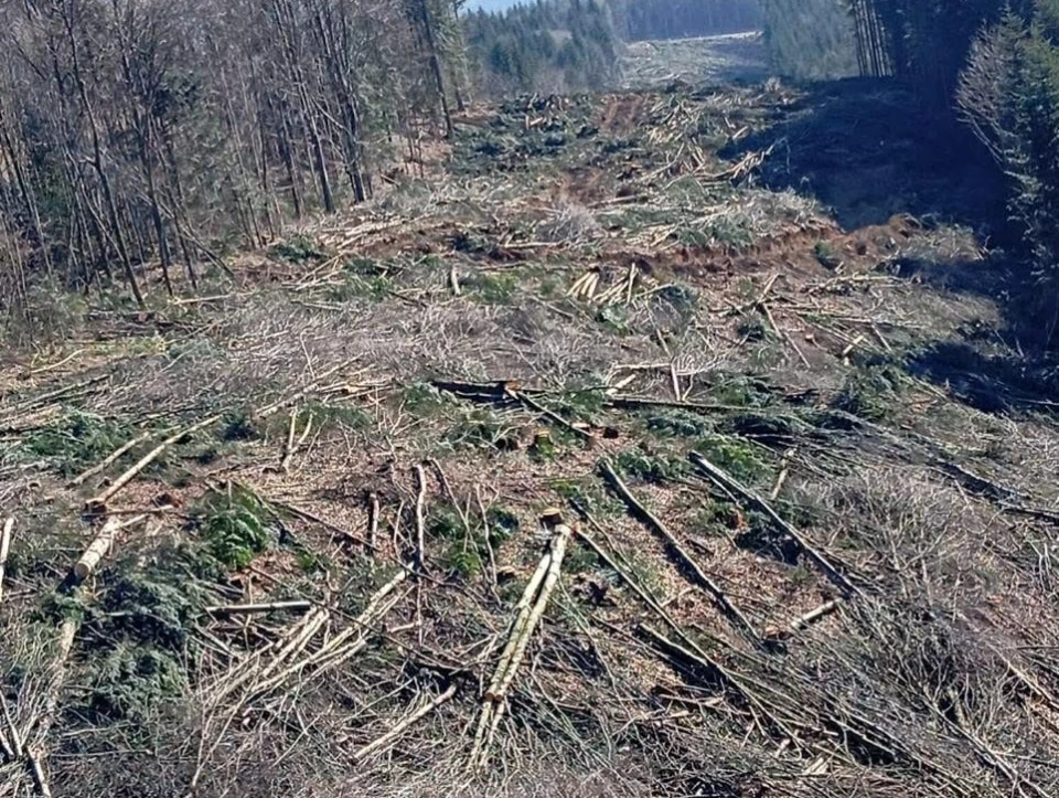 Екологи показали, як вирубують ліси під ЛЕП для вітроелектростанцій на полонині Руна
