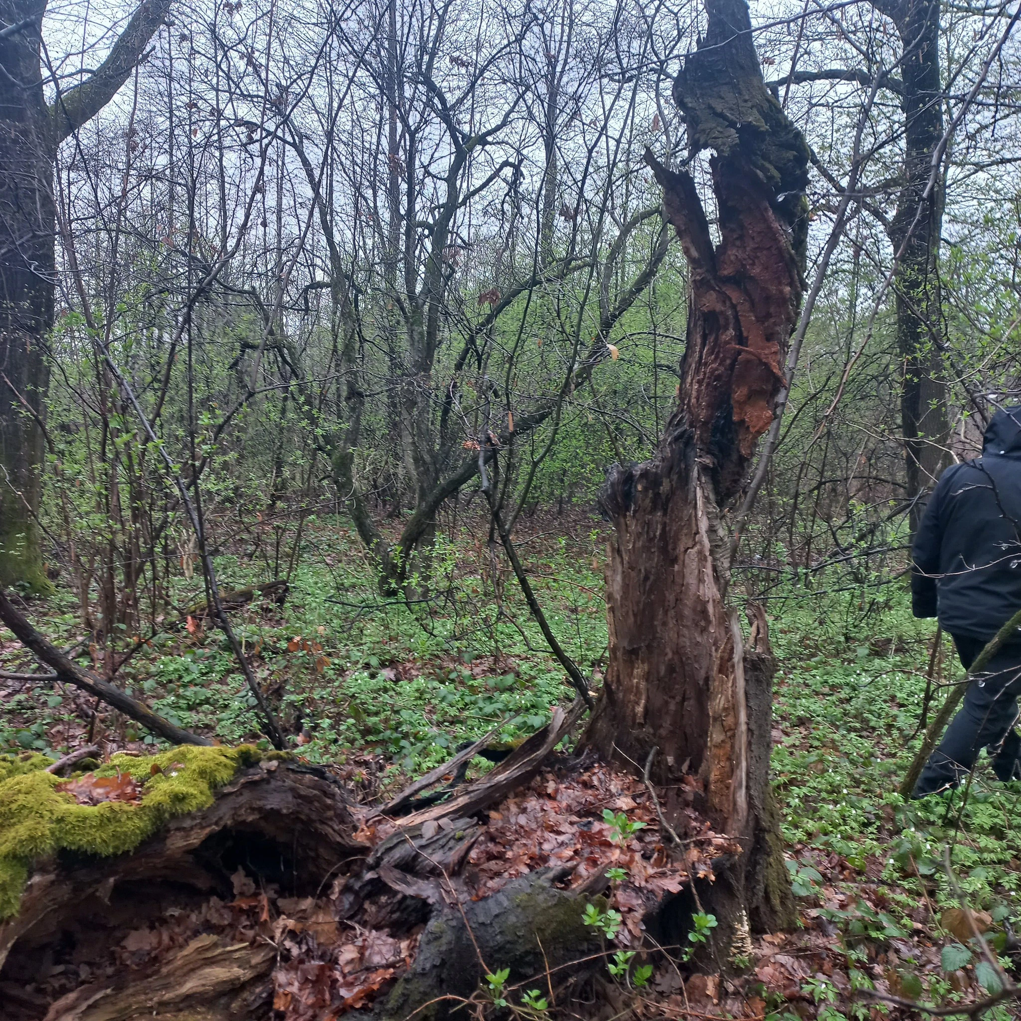 На Дрогобиччині досліджують місце можливого поховання воїнів УПА: попереду архівні та пошуково-земляні роботи