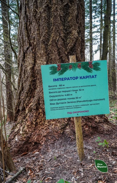 На фото: табличка "Імператор Карпат" та основа стовбура 66-метрової дугласії зеленої в урочищі Розтоки на Закарпатті