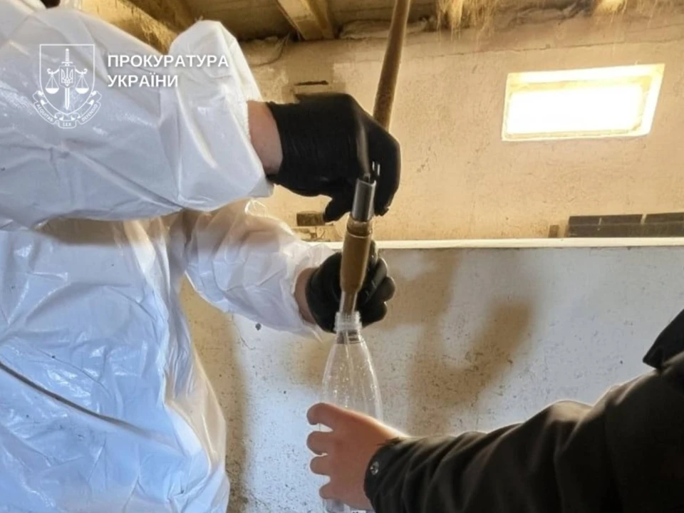 спалах африканської чуми свиней