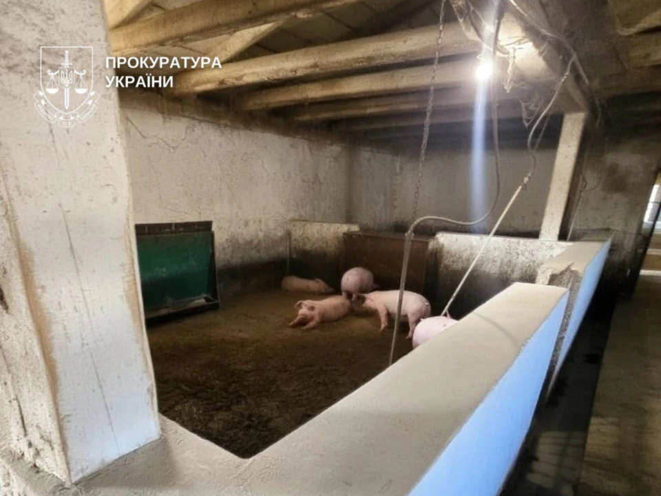спалах африканської чуми свиней