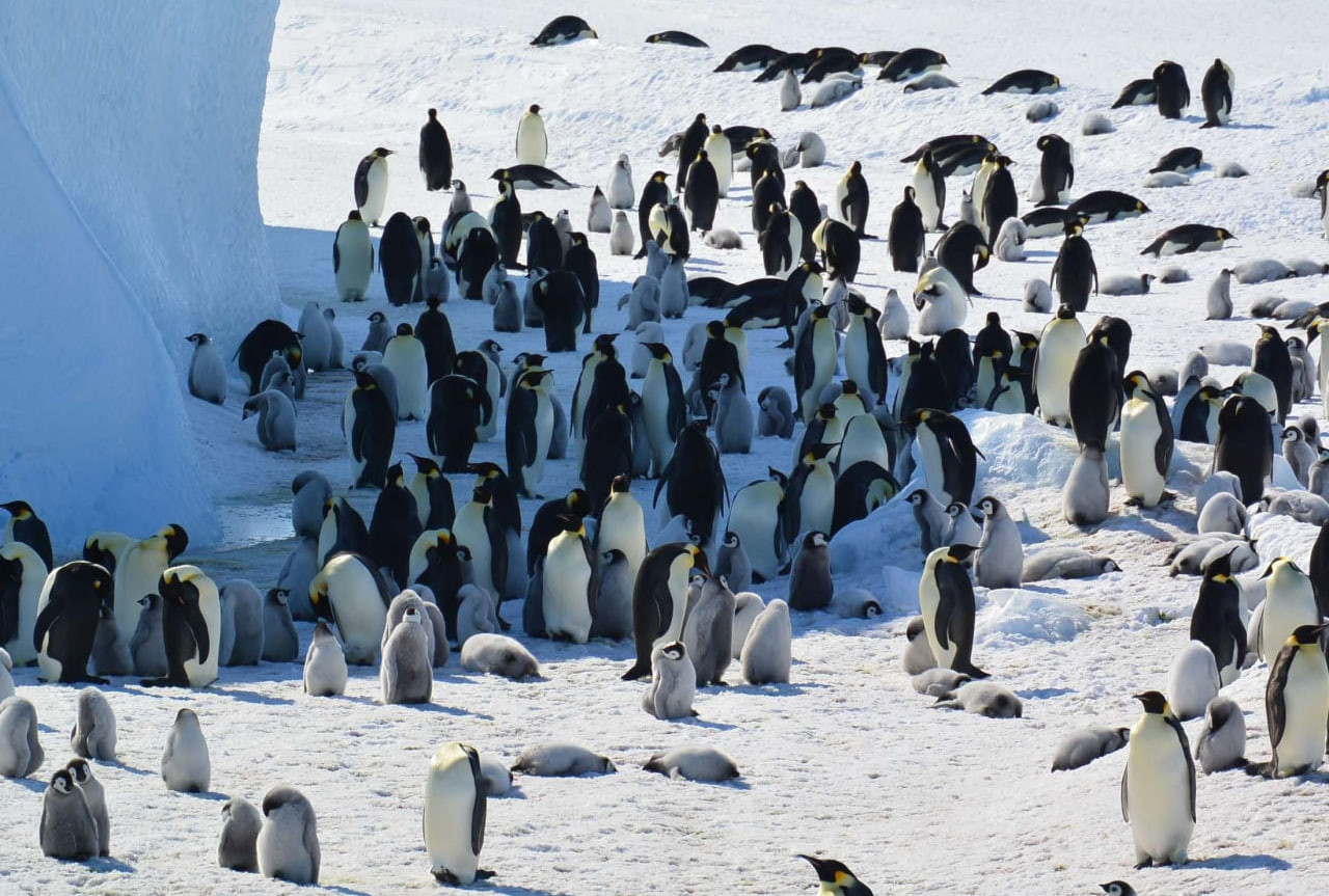 Імператорський пінгвін та морський котик перебувають під загрозою зникнення через зміну клімату