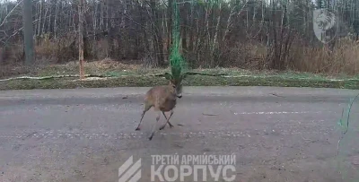 Роги косулі застрягли в антидроновій сітці