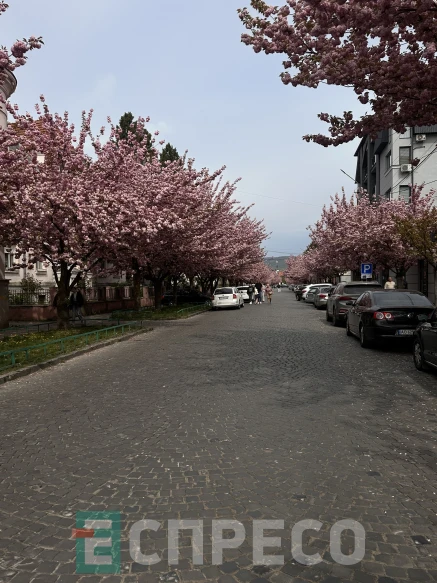 сакури в Ужгороді