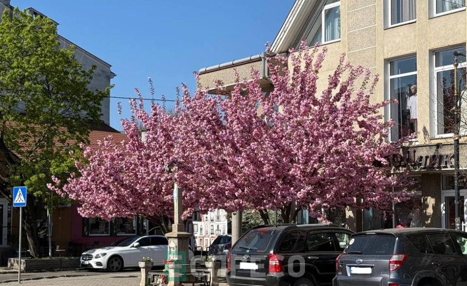 сакури в Ужгороді