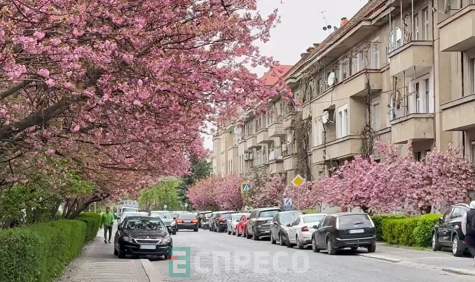сакури в Ужгороді