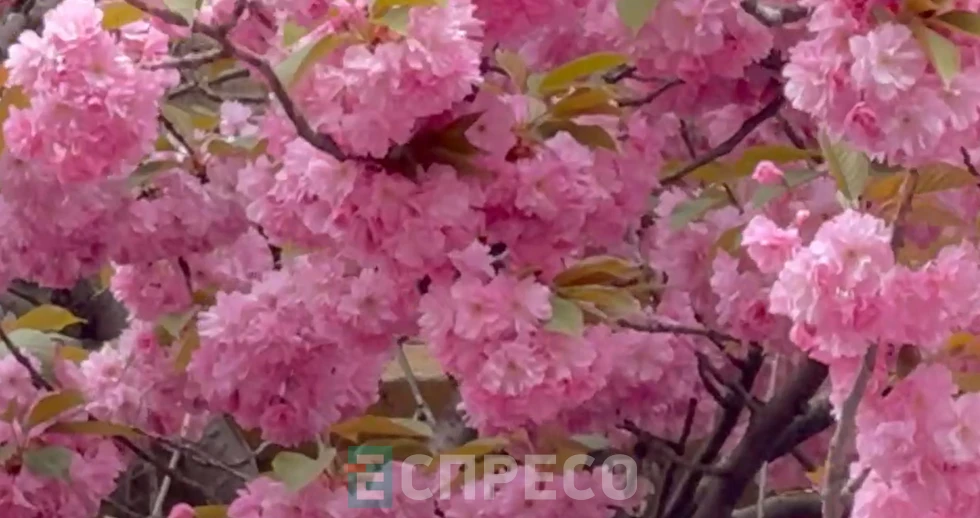 сакури в Ужгороді