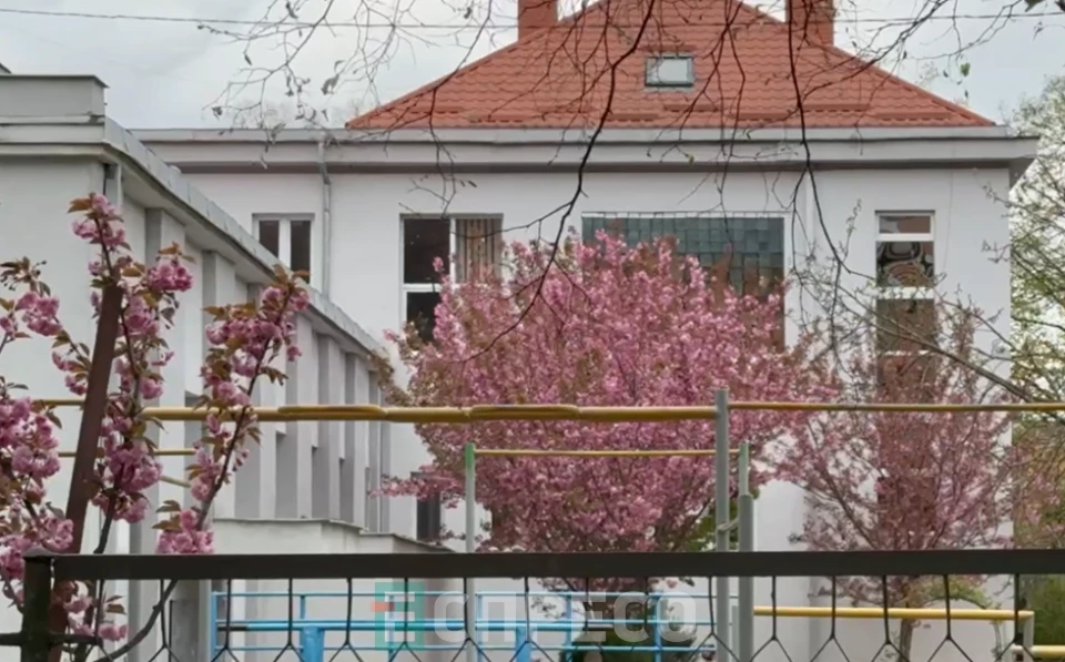 сакури в Ужгороді