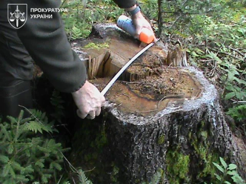 незаконні рубки