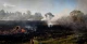 На Львівщині згоріли 20 вуликів: надзвичайники врятували ще 40