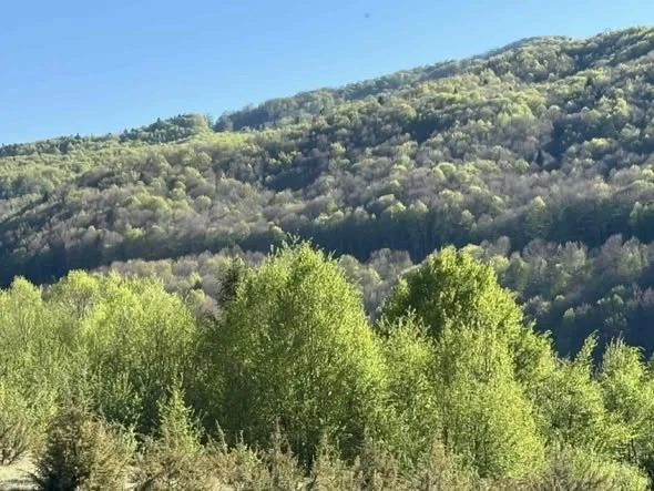 полонина Руна