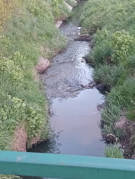 Зубра
