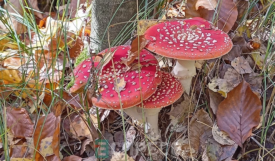 мухомори