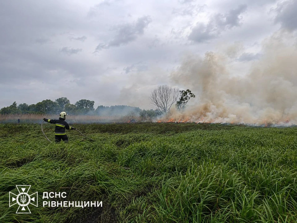 врятували двох оленят