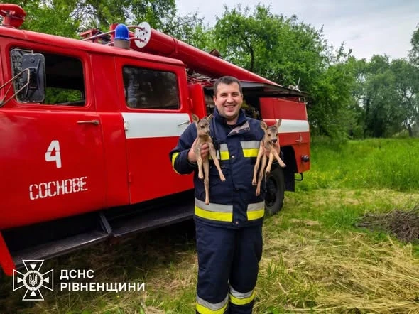врятували двох оленят