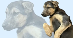 Пес з гори Пікуй