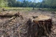 На Львівщині двох експосадовців лісництва підозрюють у незаконній вирубці понад тисячі дерев