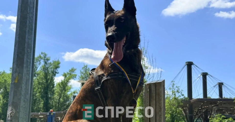 У Києві вперше провели військовий K9-забіг DRYLAND CANICROSS