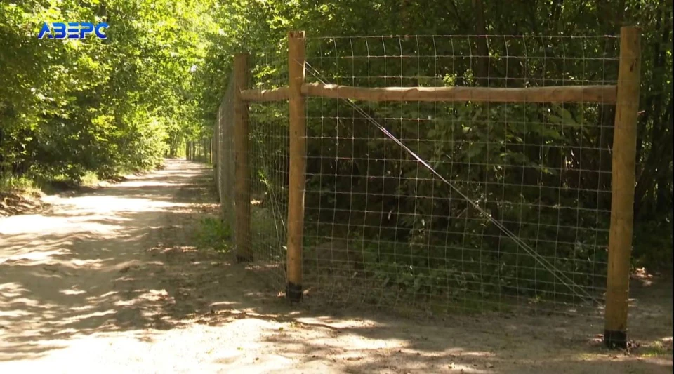 Понад тисячу гектарів лісу обгороджують на Волині