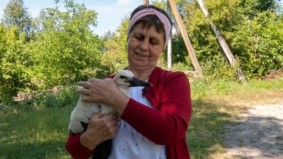На Волині жінка врятувала лелеченя, яке випало з гнізда біля її обійстя